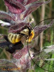 Шмель моховой 002